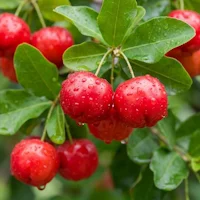Acerola-Fruchtextrakt